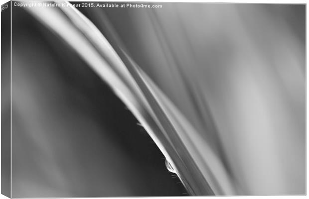 Black and White Abstract - Sole Waterdrop in Grass Canvas Print by Natalie Kinnear