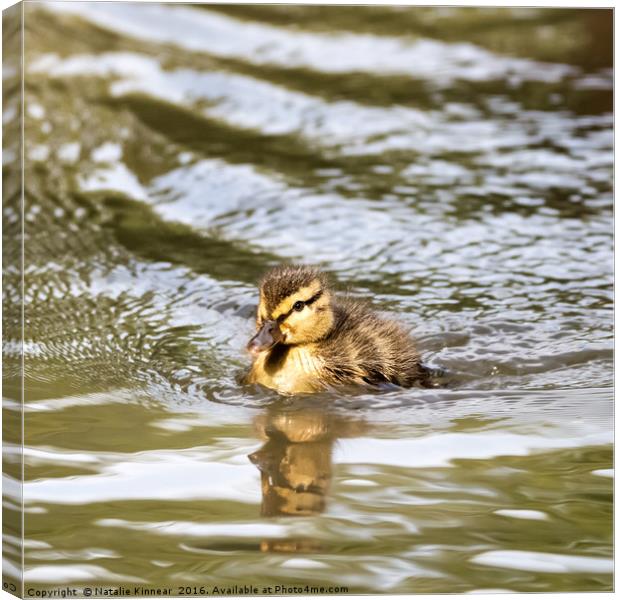 Duckling Paddling in the Sunshine Canvas Print by Natalie Kinnear