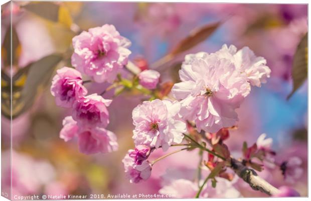 Spring Blossom Canvas Print by Natalie Kinnear