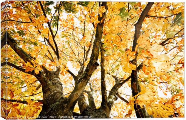 Autumn Trees Abstract Canvas Print by Natalie Kinnear
