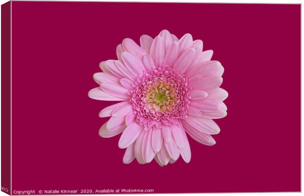 Pink Chrysanthemum Canvas Print by Natalie Kinnear