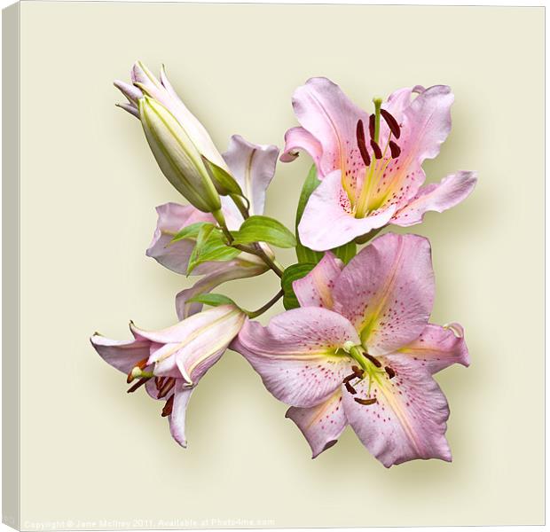 Pink Lilies on Cream Canvas Print by Jane McIlroy