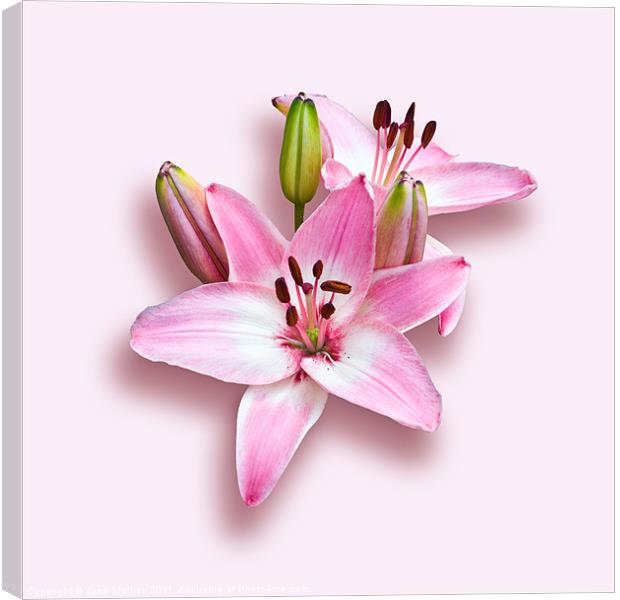 Spray of Pink Lilies Canvas Print by Jane McIlroy