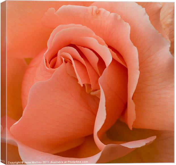 Romantic Orange Rose 