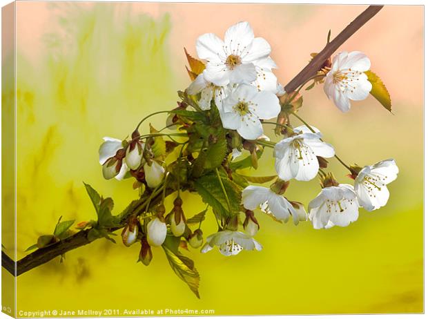 Wild Cherry Blossom Cluster Canvas Print by Jane McIlroy