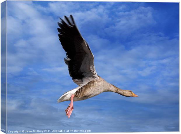 Grey Goose on the Wing Canvas Print by Jane McIlroy