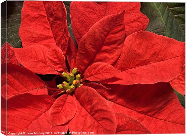 Red Poinsettia Plant for Christmas Canvas Print by Jane McIlroy