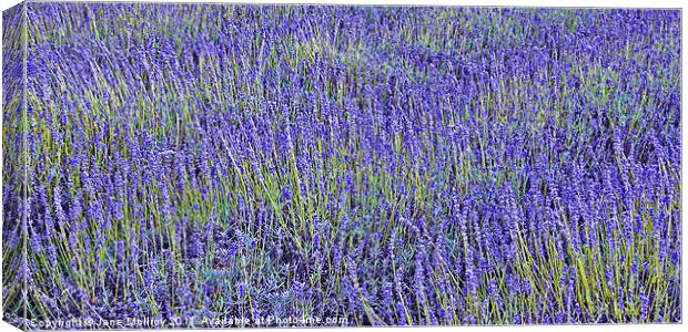 Lavender Fields Canvas Print by Jane McIlroy
