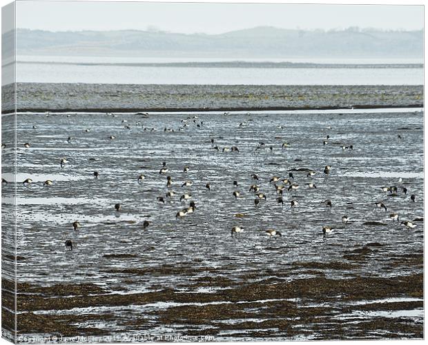 Winter Brent Geese, Strangford Lough Canvas Print by Jane McIlroy