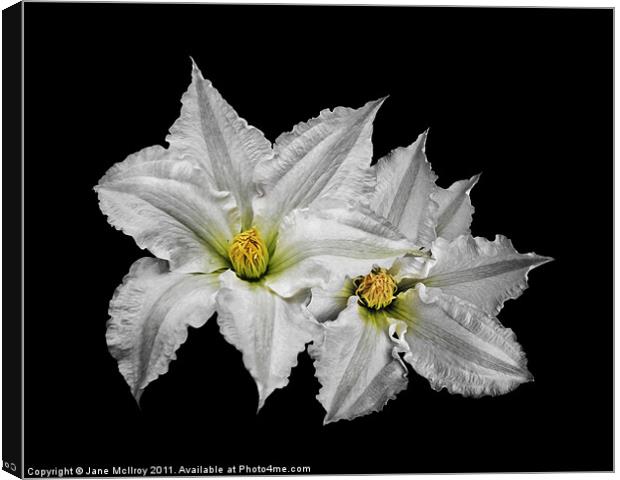 Two Big White Clematis Flowers Canvas Print by Jane McIlroy