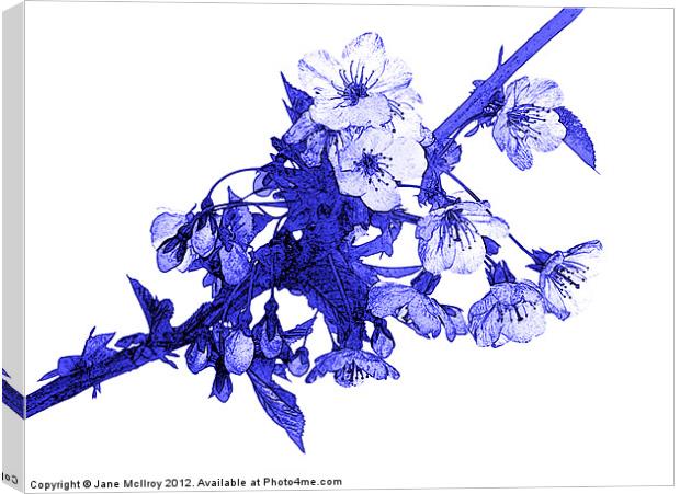 Cherry Blossom Canvas Print by Jane McIlroy