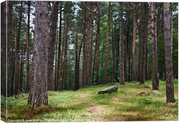 Pine Forest, Killarney, Kerry, Ireland Canvas Print by Jane McIlroy