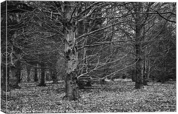 Beech Wood in Winter Canvas Print by Jane McIlroy