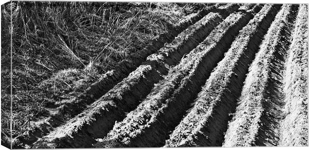 Ploughed Field Black and White Canvas Print by Jane McIlroy