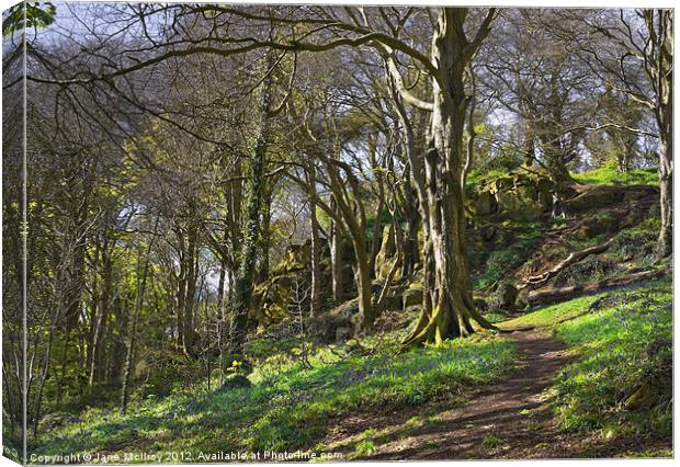 Bluebell Woods, Newtownards, County Down Canvas Print by Jane McIlroy