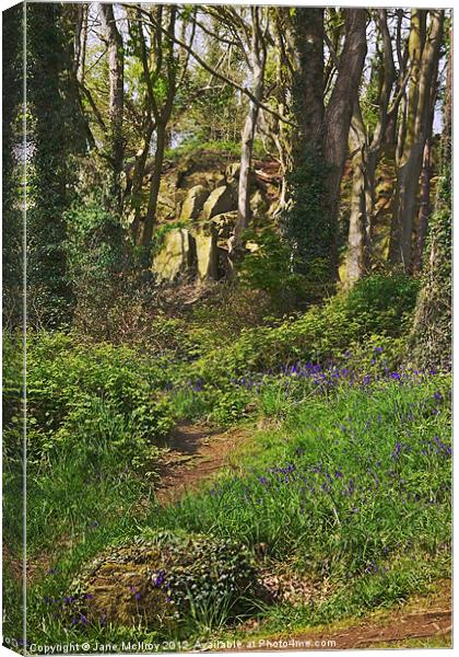 Bluebell Woods, Newtownards, County Down Canvas Print by Jane McIlroy