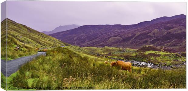Highland Cattle in Glen Lyon Canvas Print by Jane McIlroy