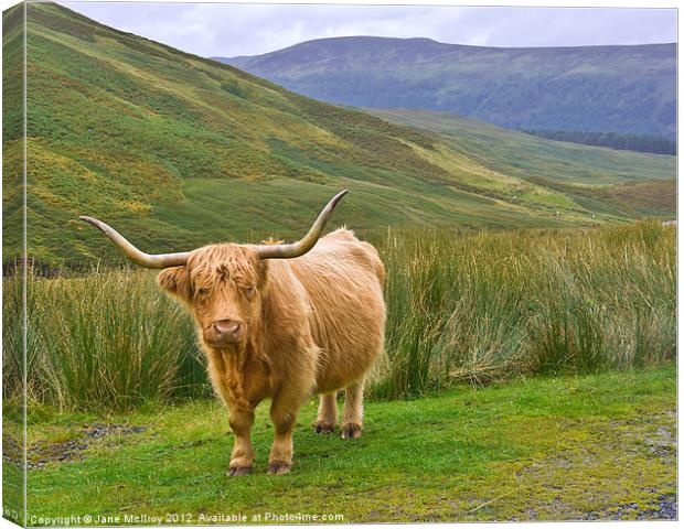 Highland Cow, Glen Lyon, Scotland Canvas Print by Jane McIlroy