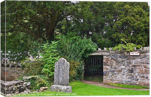 The Fortingall Yew, Perthshire, Scotland Canvas Print by Jane McIlroy