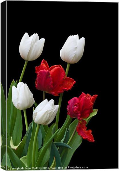 Spring Tulips Canvas Print by Jane McIlroy