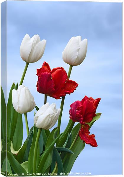 Spring Tulips Canvas Print by Jane McIlroy