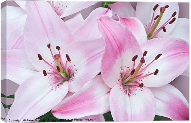 Pink and White Lilies Canvas Print by Jane McIlroy