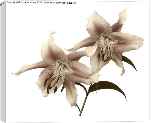 Pink and White OT Lilies (Toned) Canvas Print by Jane McIlroy