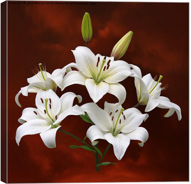 White Lilies on Red Canvas Print by Jane McIlroy