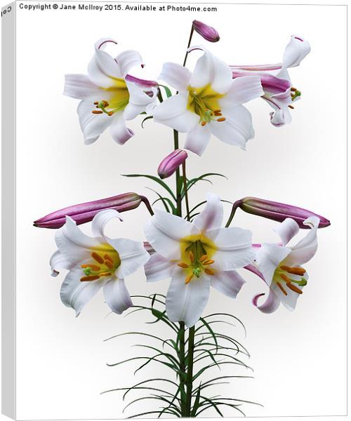  Pink and White Trumpet Lilies Canvas Print by Jane McIlroy
