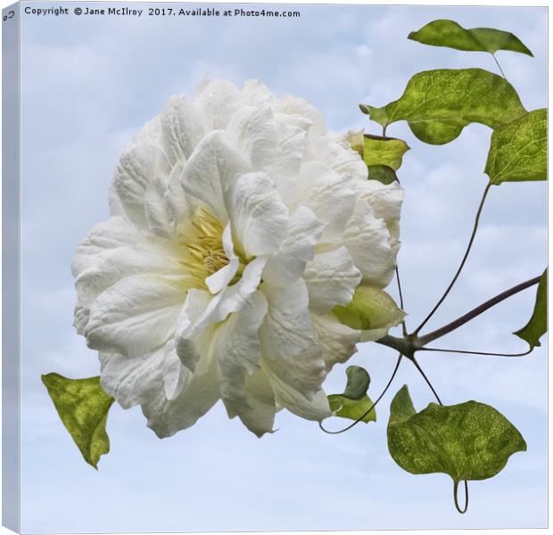 White Clematis Canvas Print by Jane McIlroy
