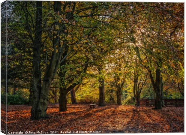 Autumn Sunlight Canvas Print by Jane McIlroy