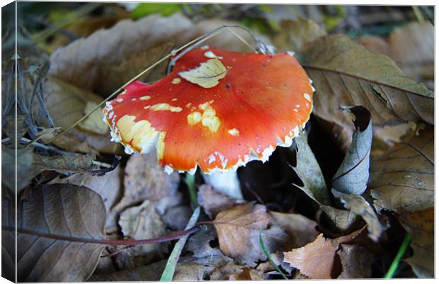 Mushroom in Autumn Canvas Print by Sandra Marques