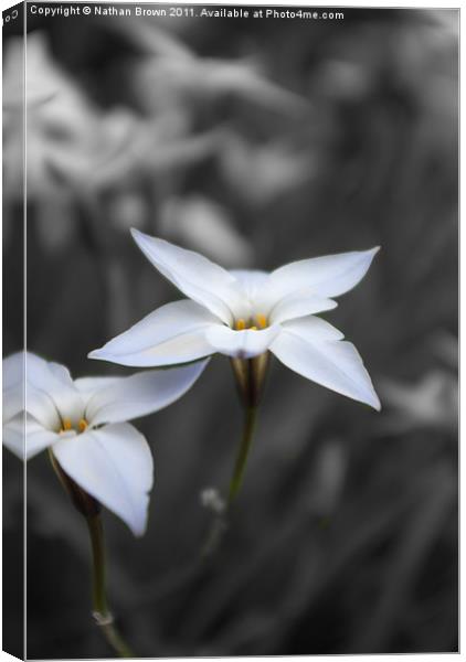 Flower Canvas Print by Nathan Brown