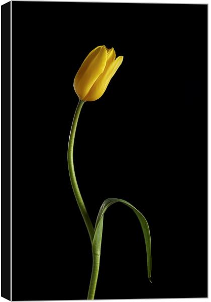 Tulip Canvas Print by Gary Lewis