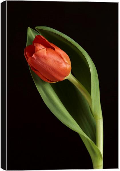 Red Tulip Portrait Canvas Print by Gary Lewis