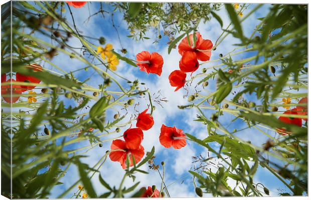 Summertime Poppies Canvas Print by Gary Lewis