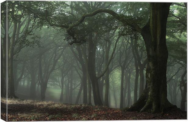  Trees Trees Everywhere Canvas Print by Gary Lewis