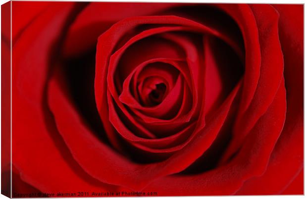 Old Enlish Red Rose Canvas Print by steve akerman