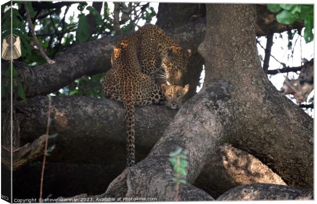 A female Leopard and her cub resting in a tree in Zambia Canvas Print by steve akerman