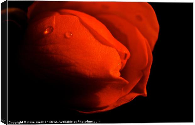 Red rose in the shadows Canvas Print by steve akerman