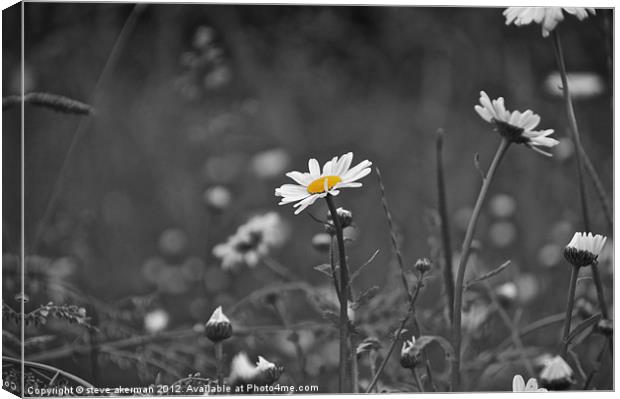 Black and white daisy Canvas Print by steve akerman