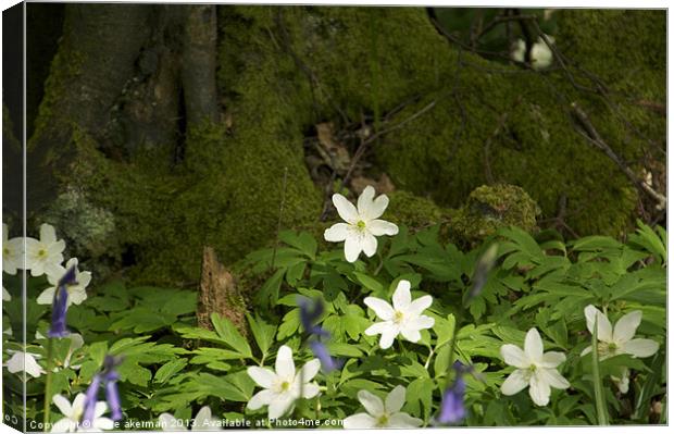 Magical woodland Canvas Print by steve akerman