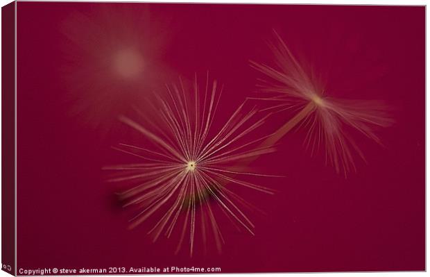 Dandelion seeds on a pink background Canvas Print by steve akerman
