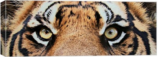 Eye of the Tiger Canvas Print by steve akerman