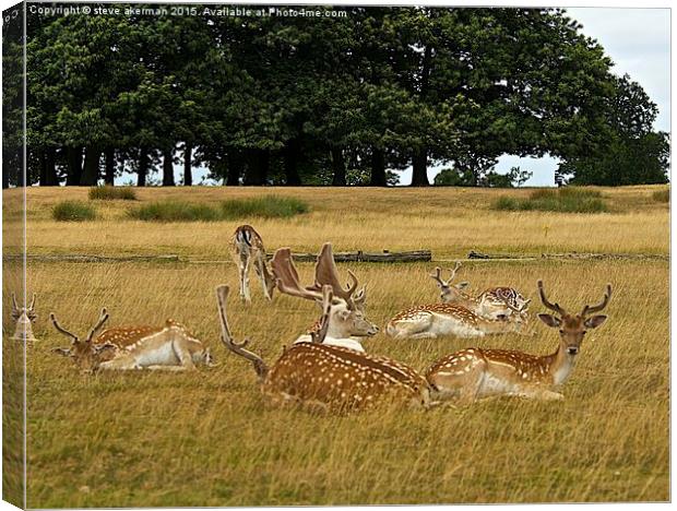  Fallow deer herd Canvas Print by steve akerman