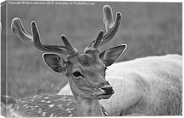  Fallow deer black and white Canvas Print by steve akerman