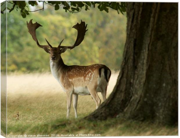 Deer looking back Canvas Print by steve akerman