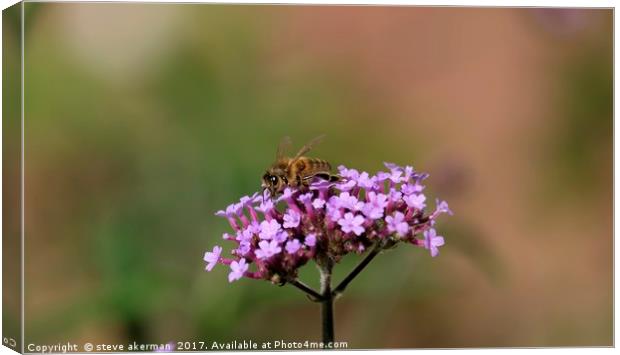 Honey bee collecting nectar from a verbena Canvas Print by steve akerman