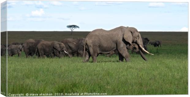       A herd of Elephants on the move in the Masai Canvas Print by steve akerman