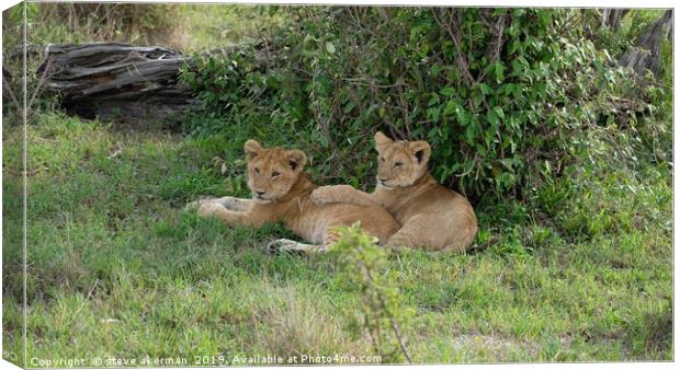      lion cubs resting                             Canvas Print by steve akerman